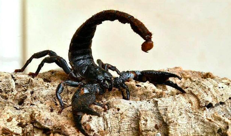 scorpions turkey